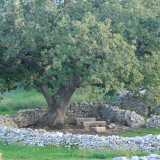 ... posto accanto a una colossale roverella...